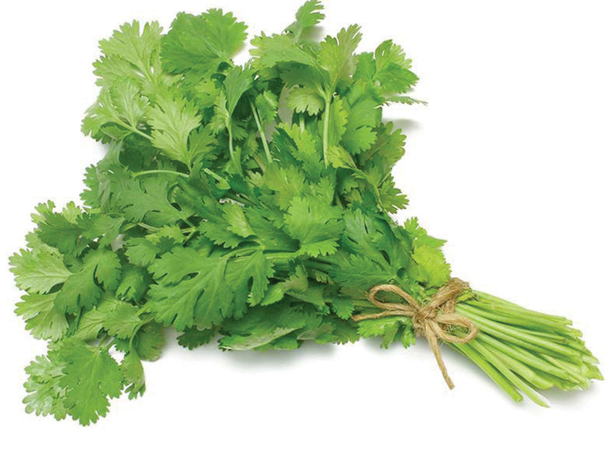 Coriander leaves